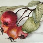 Christine Zavod - Botanical Artist, Author, Creative Director